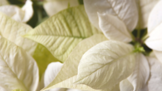 12月のアロマはこれ｜静かなクリスマスを演出する香り「Holy Wreath」